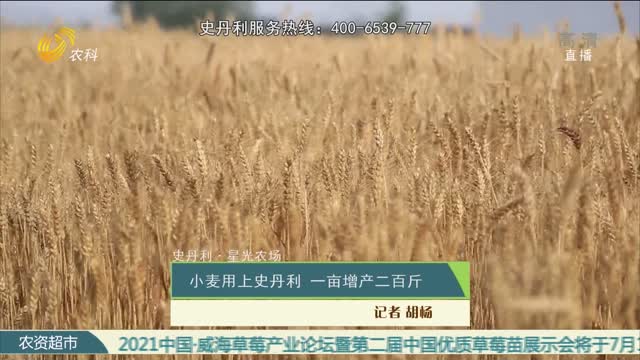 【史丹利·星光农场】小麦用上史丹利 一亩增产二百斤
