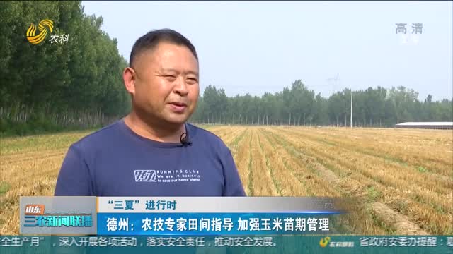 【“三夏”进行时】德州：农技专家田间指导 加强玉米苗期管理