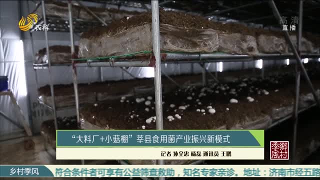 “大料厂+小菇棚”莘县食用菌产业振兴新模式