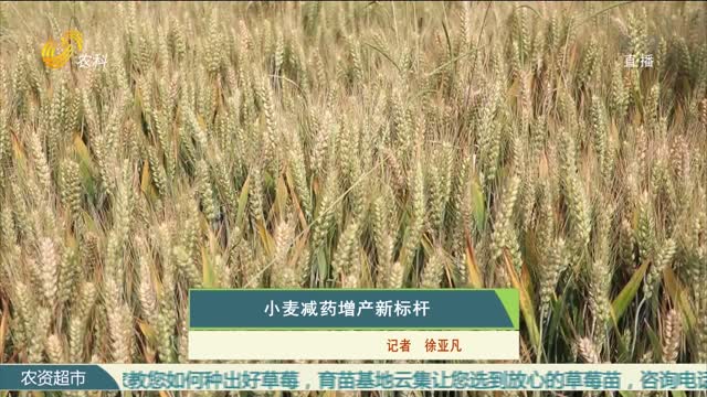 小麦减药增产新标杆