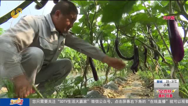 临沂兰陵：13.5万斤新鲜蔬菜驰援郑州受灾群众