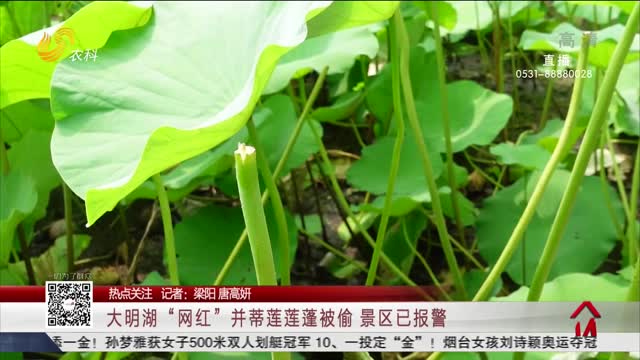 【热点关注】大明湖“网红”并蒂莲莲蓬被偷 景区已报警