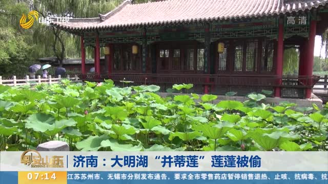 济南：大明湖“并蒂莲”莲蓬被偷