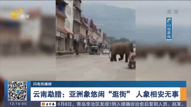 【闪电热播榜】云南勐腊：亚洲象悠闲“逛街” 人象相安无事