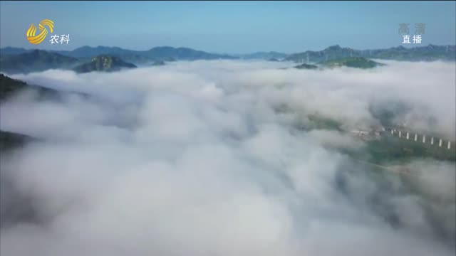 淄博：山间云雾缭绕 宛若仙境