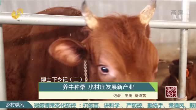 【博士下乡记（二）】养牛种桑 小村庄发展新产业