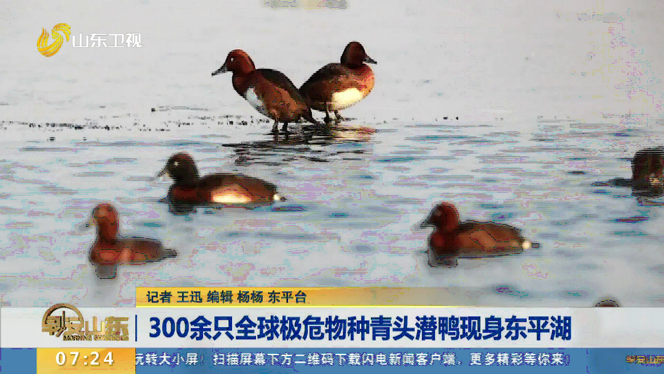 300余只 全球极危物种青头潜鸭现身东平湖
