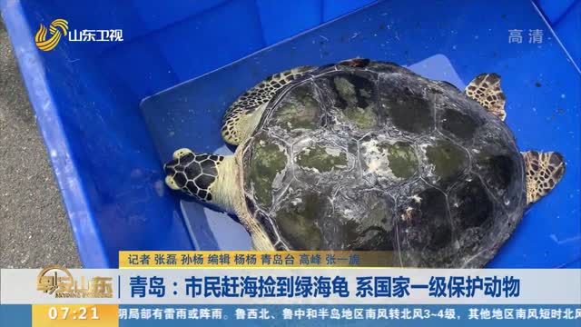 青岛：市民赶海捡到绿海龟 系国家一级保护动物