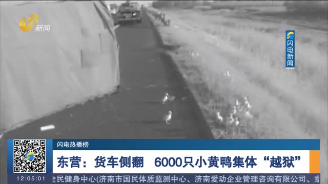 【闪电热播榜】东营：货车侧翻 6000只小黄鸭集体“越狱”