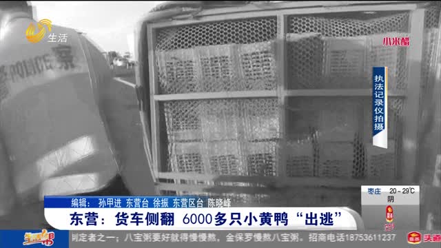 東營：貨車側翻 6000多只小黃鴨“出逃”
