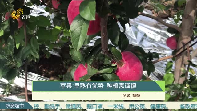 苹果：早熟有优势 种植需谨慎