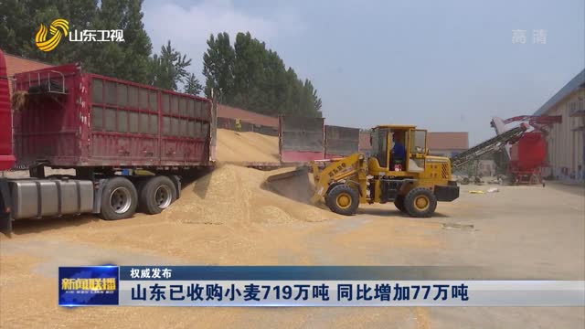 【权威发布】山东已收购小麦719万吨 同比增加77万吨