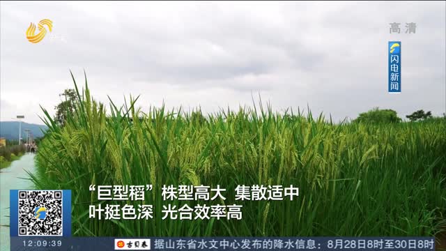 【闪电热播榜】袁隆平禾下乘凉梦成真：两米多高“巨型稻”在重庆试种成功