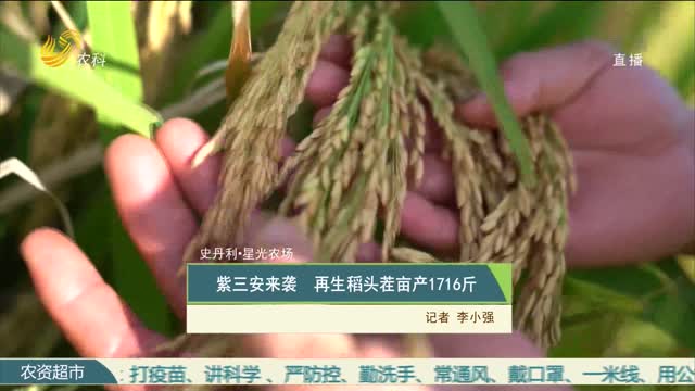 【史丹利·星光农场】紫三安来袭 再生稻头茬亩产1716斤