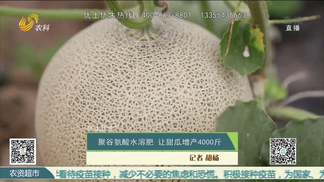 【优土优生】聚谷氨酸水溶肥 让甜瓜增产4000斤