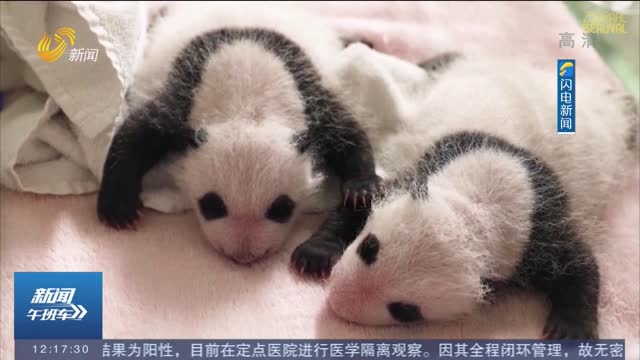 旅法大熊猫“欢欢”的双胞胎幼崽喜迎“满月”