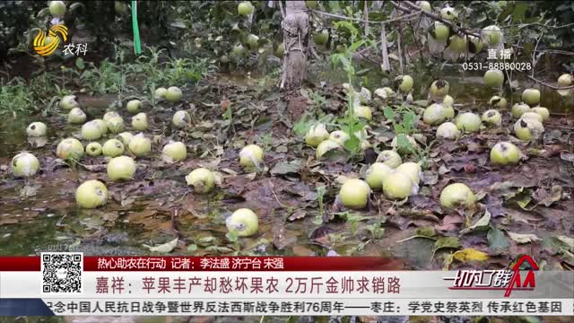 【热心助农在行动】嘉祥：苹果丰产却愁坏果农 2万斤金帅求销路