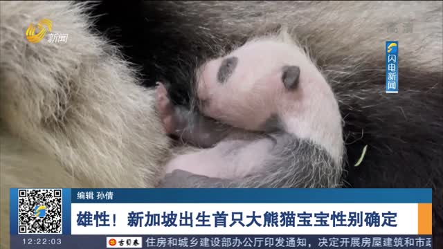 雄性！新加坡出生首只大熊猫宝宝性别确定