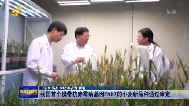 我国首个携带抗赤霉病基因Fhb7的小麦新品种通过审定