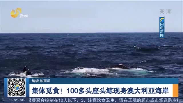 集体觅食！100多头座头鲸现身澳大利亚海岸