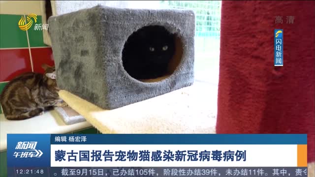 蒙古国报告宠物猫感染新冠病毒病例