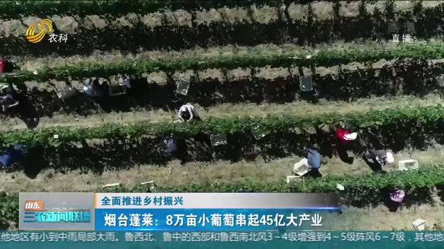 【全面推进乡村振兴】烟台蓬莱：8万亩小葡萄串起45亿大产业