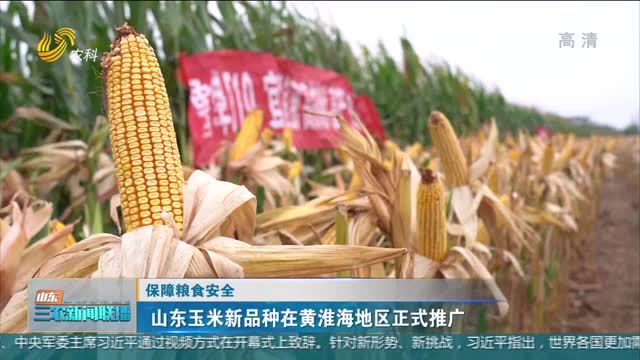 【保障粮食安全】山东玉米新品种在黄淮海地区正式推广