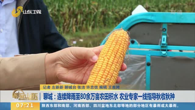 聊城：连续降雨至80余万亩农田积水 农业专家一线指导秋收秋种