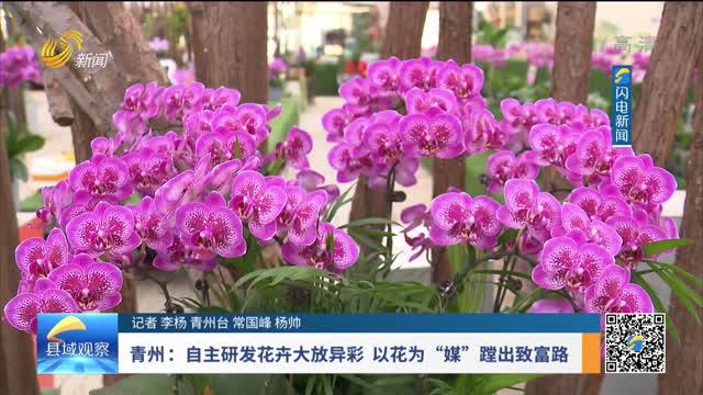 【县域观察】青州：自主研发花卉大放异彩 以花为“媒”蹚出致富路