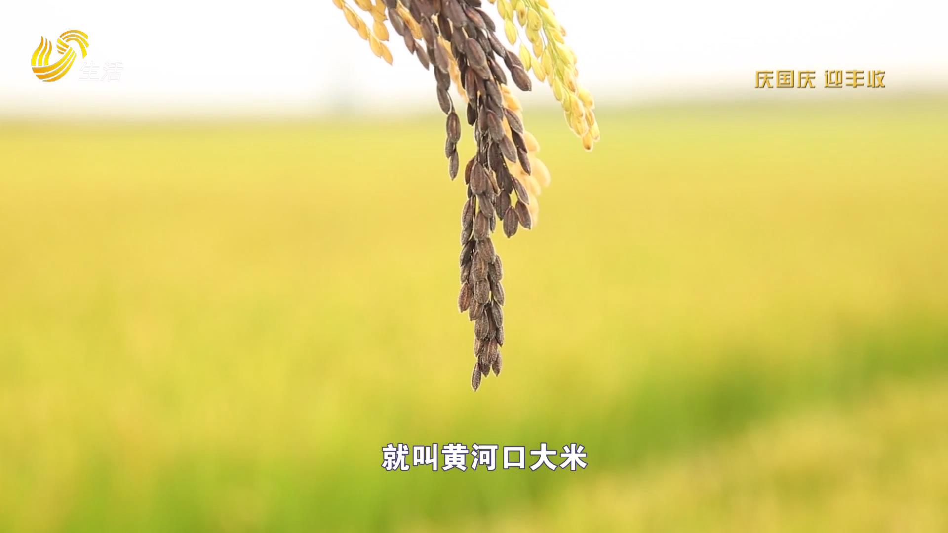 大地为纸 水稻为笔 种田也能种出创意文化