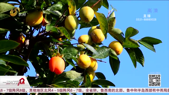 【大美山东】邹城：柿子渐红高高挂