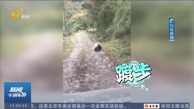 四川牧民上山喂牦牛途中偶遇野生大熊猫：全程踱步一点不怕人
