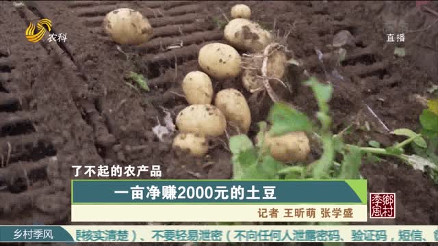 【了不起的农产品】一亩净赚2000元的土豆