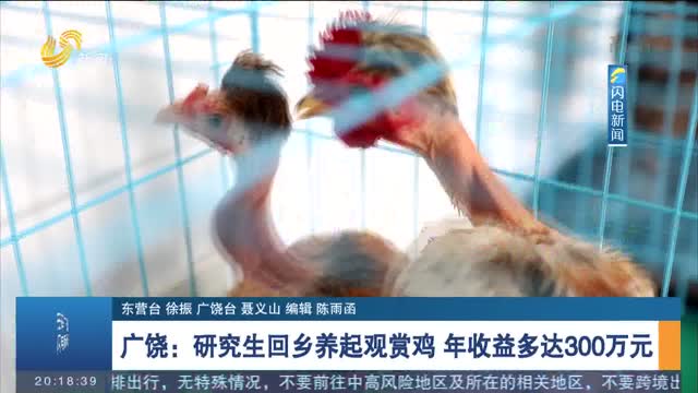 广饶：研究生回乡养起观赏鸡 年收益多达300万元