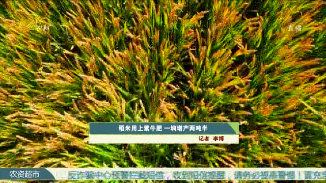 稻米用上紫牛肥 一垧增产两吨半