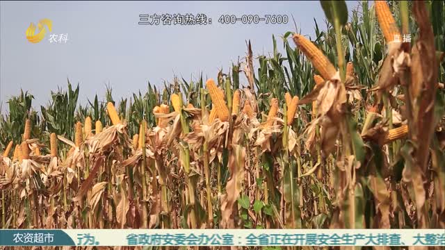 【三方赢高产 冠军示范田】玉米遭水灾 三方保丰产