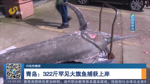 【闪电热播榜】青岛：322斤罕见大旗鱼捕获上岸