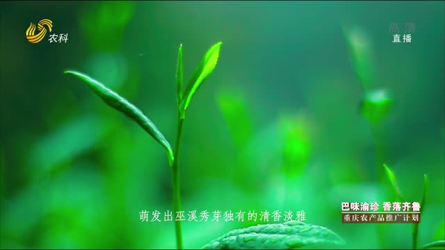 “巴味渝珍 香落齐鲁”重庆农产品推广计划（巫溪秀芽茶篇）