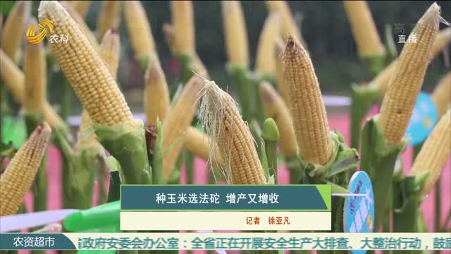种玉米选法砣 增产又增收