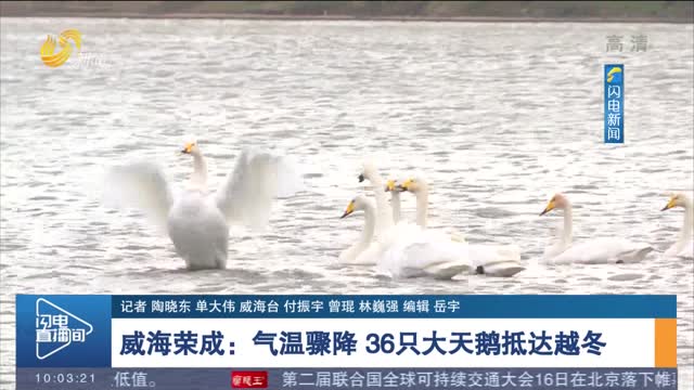 【寒潮来袭】威海荣成：气温骤降 36只大天鹅抵达越冬