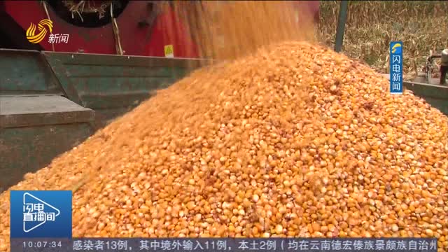 【战秋汛】山东：实施粮食产后服务 确保颗粒归仓