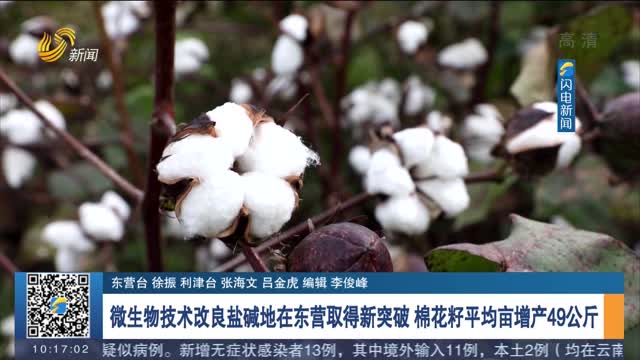 【闪电快报】微生物技术改良盐碱地在东营取得新突破 棉花籽平均亩增产49公斤