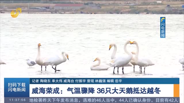 【寒潮来袭】威海荣成：气温骤降 36只大天鹅抵达越冬