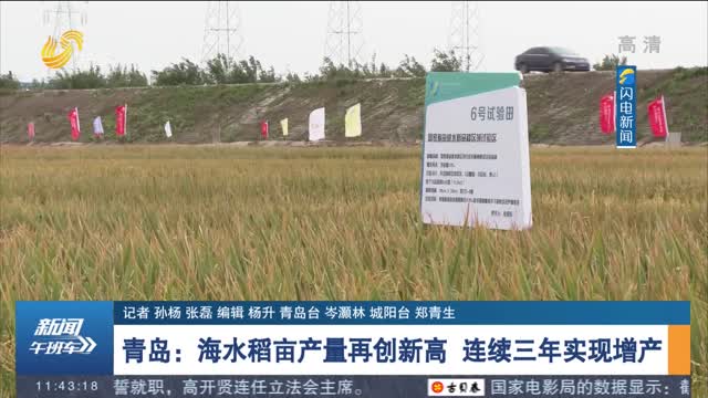 青岛：海水稻亩产量再创新高 连续三年实现增产