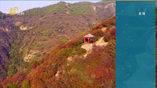 青州漫山红叶的美景
