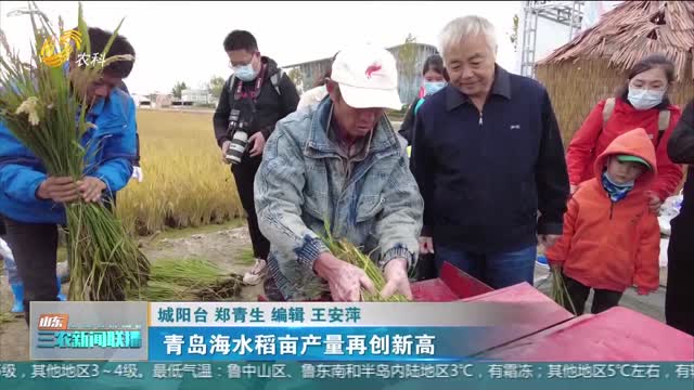 【保障国家粮食安全】青岛海水稻亩产量再创新高