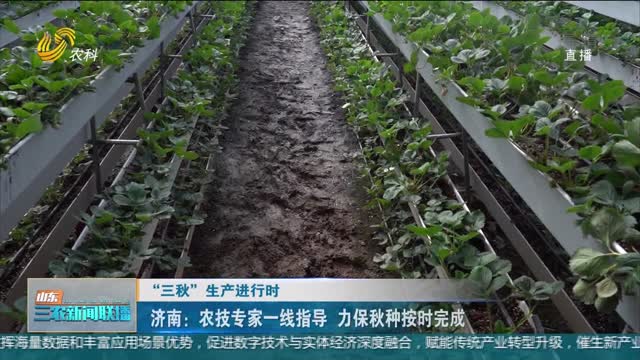 【“三秋”生产进行时】济南：农技专家一线指导 力保秋种按时完成