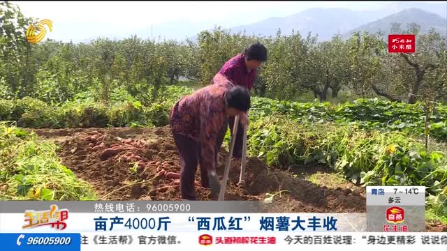 亩产4000斤 “西瓜红”烟薯大丰收