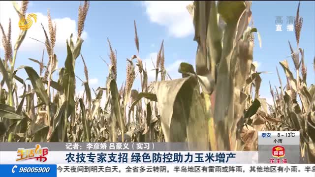 农技专家支招 绿色防控助力玉米增产