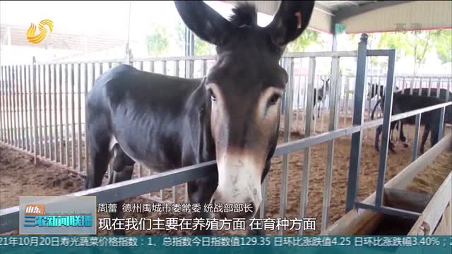 【三农信息快递】第七届中国驴业发展大会在德州禹城召开